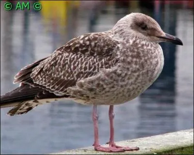 Quel est cet oiseau ?