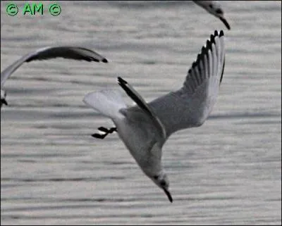 Quel est ce remarquable plongeur ?