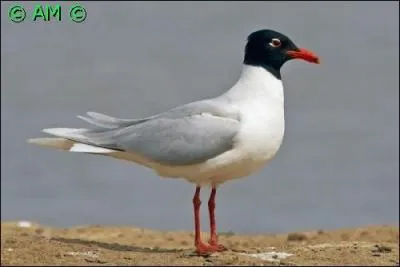 Quel est cet oiseau ?