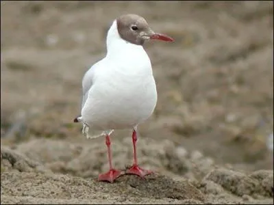 Je suis l'oiseau de mer le plus courant &agrave; l'int&eacute;rieur des terres. Que suis-je ?