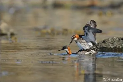 Je suis le plus petit phalarope europ&eacute;en. Que suis-je ?