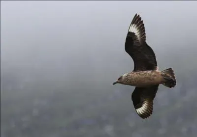 Je peux mesurer jusqu'&agrave; 58 cm de long. Que suis-je ?