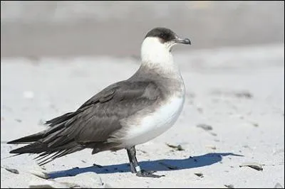 Je suis le labbe le plus fr&eacute;quent en Europe. Que suis-je ?