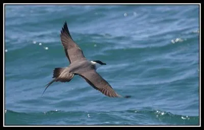 Je suis le plus svelte des labbes. Que suis-je?