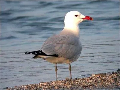 J'hiverne sur les c&ocirc;tes m&eacute;diterran&eacute;ennes ou en mer. Que suis-je ?