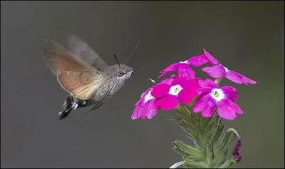 Vous ne connaissez que lui, bien sûr, c'est le colibri, que l'on appelle aussi oiseau-mouche !