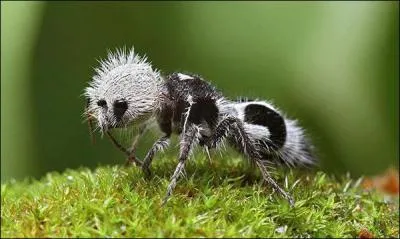 Bien entendu, la photo est truquée, ce genre d'insecte n'existe pas !