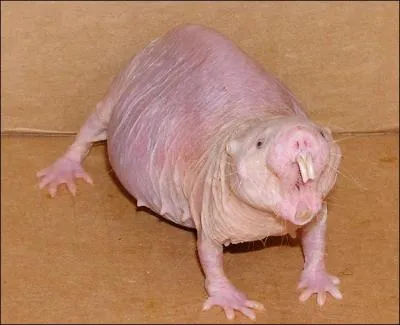 Comme j'ai l'habitude de toujours dire la vérité, je vous affirme que l'animal de la photo s'appelle le rat-taupe nu !
