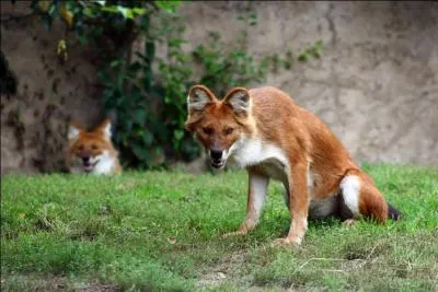 Et si l'on parlait du dhole, ce chien sauvage d'Asie, pensez-vous qu'il s'agit bien de lui sur la photo ?