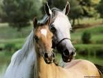 Quiz Galop 1