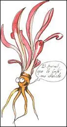 La Joyeuse Amère : 'Préférez-moi au café ! Je ne contiens pas de caféine ! '