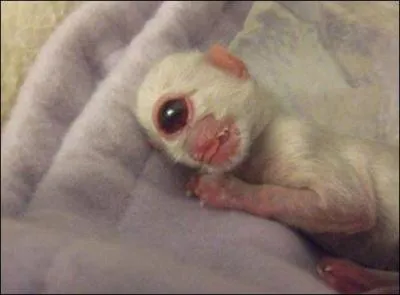 Photo CHOC : on a retrouvé un Cyclope !