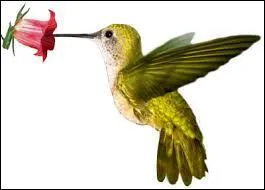 Quel est le vrai nom de l'oiseau-mouche ?