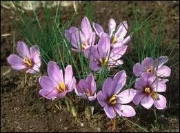 Quelle est la plus chère des épices ?