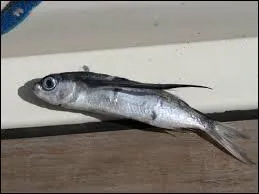 Sous quel autre nom l'exocet est-il plus connu ?