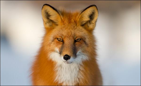 Dans quelle région de France appelle-t-on le renard " louarn " ?