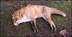 Quels sont les deux parasitoses que le renard peut transmettre à l'Homme ?