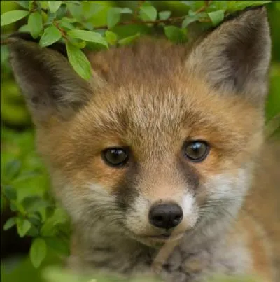 &Agrave; quel &acirc;ge sont-ils " sevr&eacute;s " ?