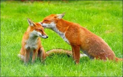 &Agrave; quelle &eacute;poque de l'ann&eacute;e le m&acirc;le devient-il f&eacute;cond ?