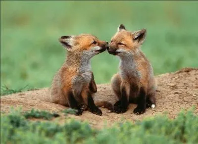 Quel est le poids des renardeaux &agrave; la naissance ?
