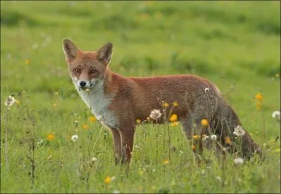 &Agrave; quelle v&eacute;nerie appartient-il ?