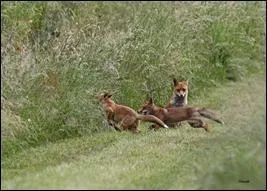 &Agrave; quel &acirc;ge le m&acirc;le atteint-il sa maturit&eacute; sexuelle ?