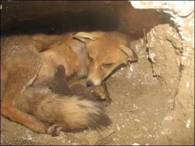 Quelle est la dur&eacute;e moyenne de gestation ?