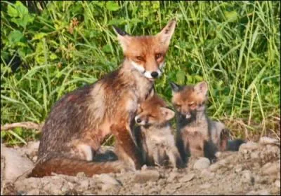 Combien la port&eacute;e peut-elle compter de petits ?