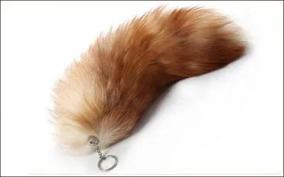 Quelle est la longueur de la queue du renard ?