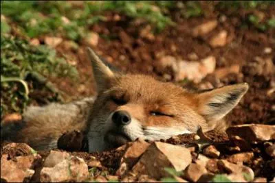 Comment le nommait-on au Moyen-&Acirc;ge selon l'�uvre " Le Roman de Renart " ?