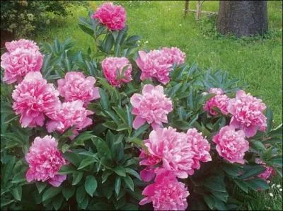 Reconnaissez-vous ces fleurs ?