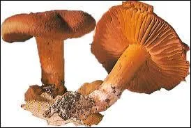 Ce champignon, appelé "Cortinaire couleur de rocou" est mortel car il détruit les reins, comment appelle-t-on ce syndrome ?