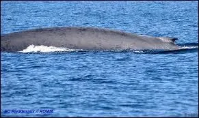 Quel est le plus gros animal vivant sur notre planète ?