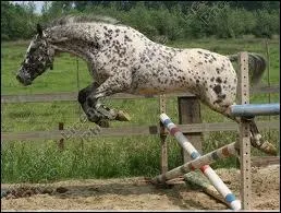 Comment faut-il se comporter pour sauter des obstacles?