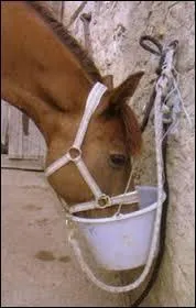 Pour ne pas commettre d'erreur en nourrissant des chevaux, vous devez être capable de trouver les bonnes réponses.