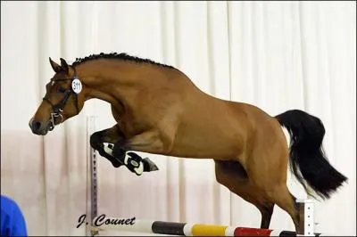 Quelle liste ne contient QUE des noms d'obstacles qui existent?