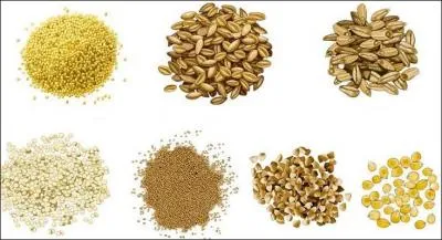 Quelles sont les céréales que peuvent manger les chevaux?