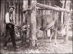 Certains grands animaux connaissent bien les travails. Cette phrase peut-elle être correcte ?