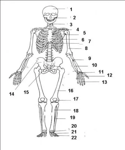 La scapula est l'autre nom de l'os de la hanche. Est-ce vrai ou faux ?