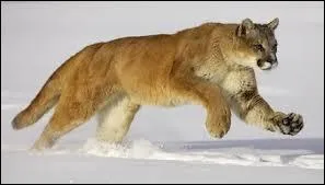 Sur quel continent trouve-t-on des pumas ?