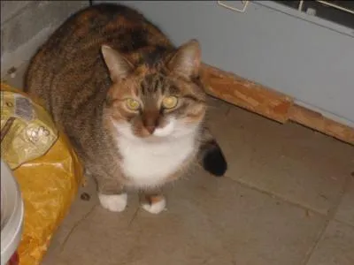 Combien de paupières possèdent un chat ?