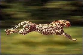 À quelle vitesse peut se déplacer le guépard ?