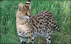 Dans quelles régions vivent les servals ?
