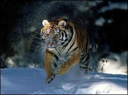 Qu'est-ce qui permet essentiellement au tigre de courir plus vite que l'homme ?