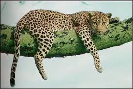 Quelle est la longévité du léopard ?