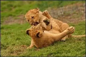 À combien de lionceaux s'élève la portée de la lionne ?