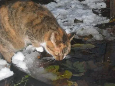 Le sens du goût est plus développé chez l'homme que chez le chat.