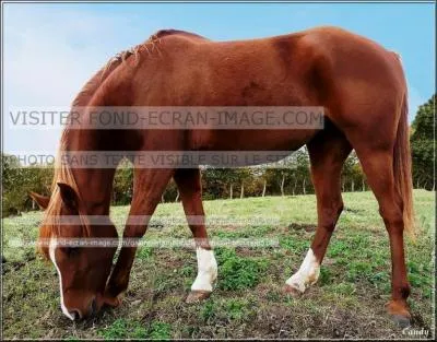 Un poney ou un cheval en pâture broute par jour :