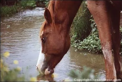 Un cheval doit boire de l'eau à volonté. En une journée, avec un travail d'entretien, la quantité moyenne est de : 
