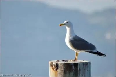 Elle a un cri très connu, rauque et assez aigu. Elle niche en colonies dans presque toute l'Europe. On la rencontre en mer, près de certains lacs, le long des rivières.